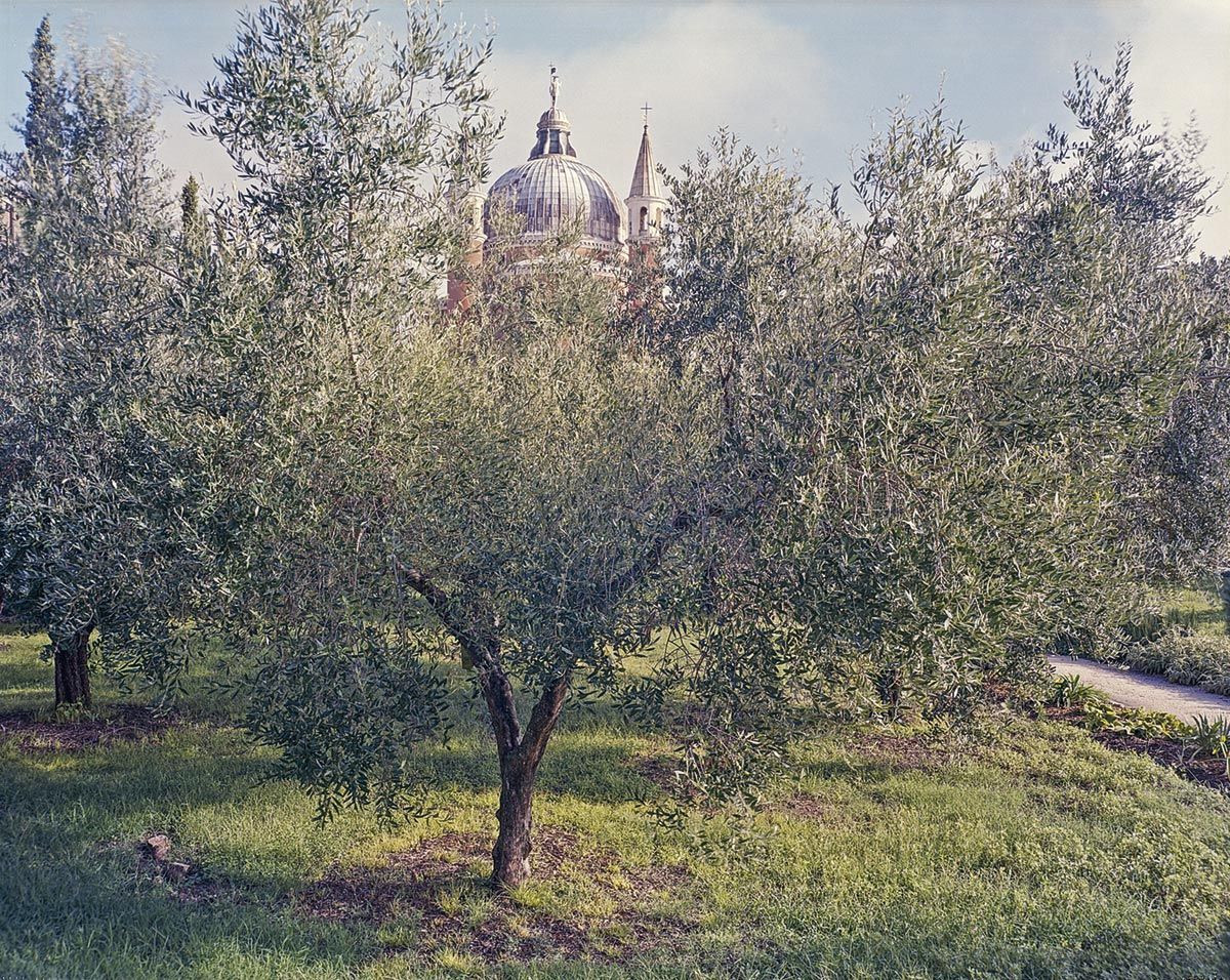 Francesco-Neri_Grande-uliveto_2024.jpg