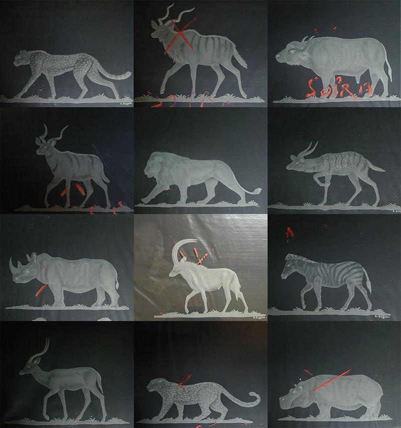 09_animali_small.jpg